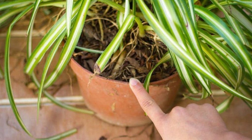 Si Vous Avez Lune De Ces Plantes Dans Votre Maison 1024x569