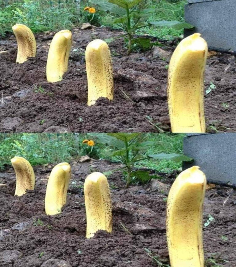 461972488 463723143373163 855012759838811994 N