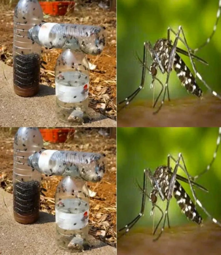 468294716 502254579520019 2218000421337893623 N