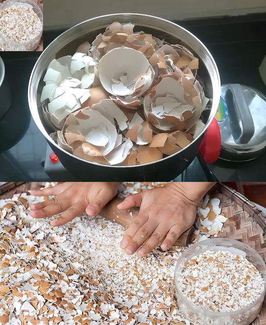 468664689 504546452624165 5277410800040685260 N