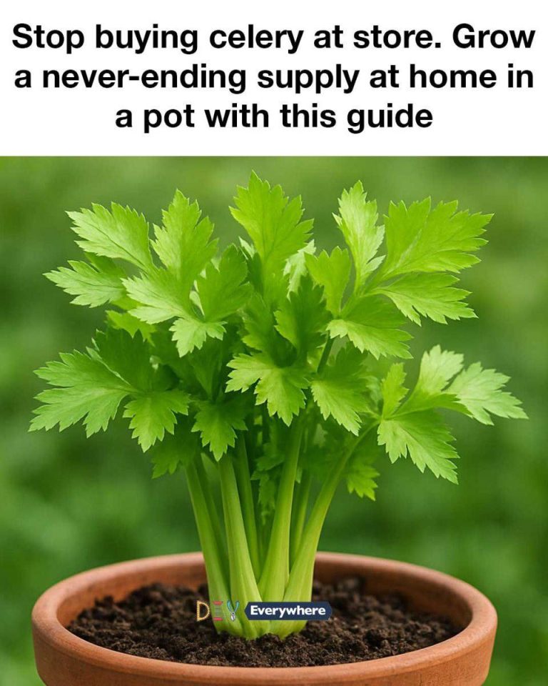 508692411 1234930661758980 5193792887280375257 N