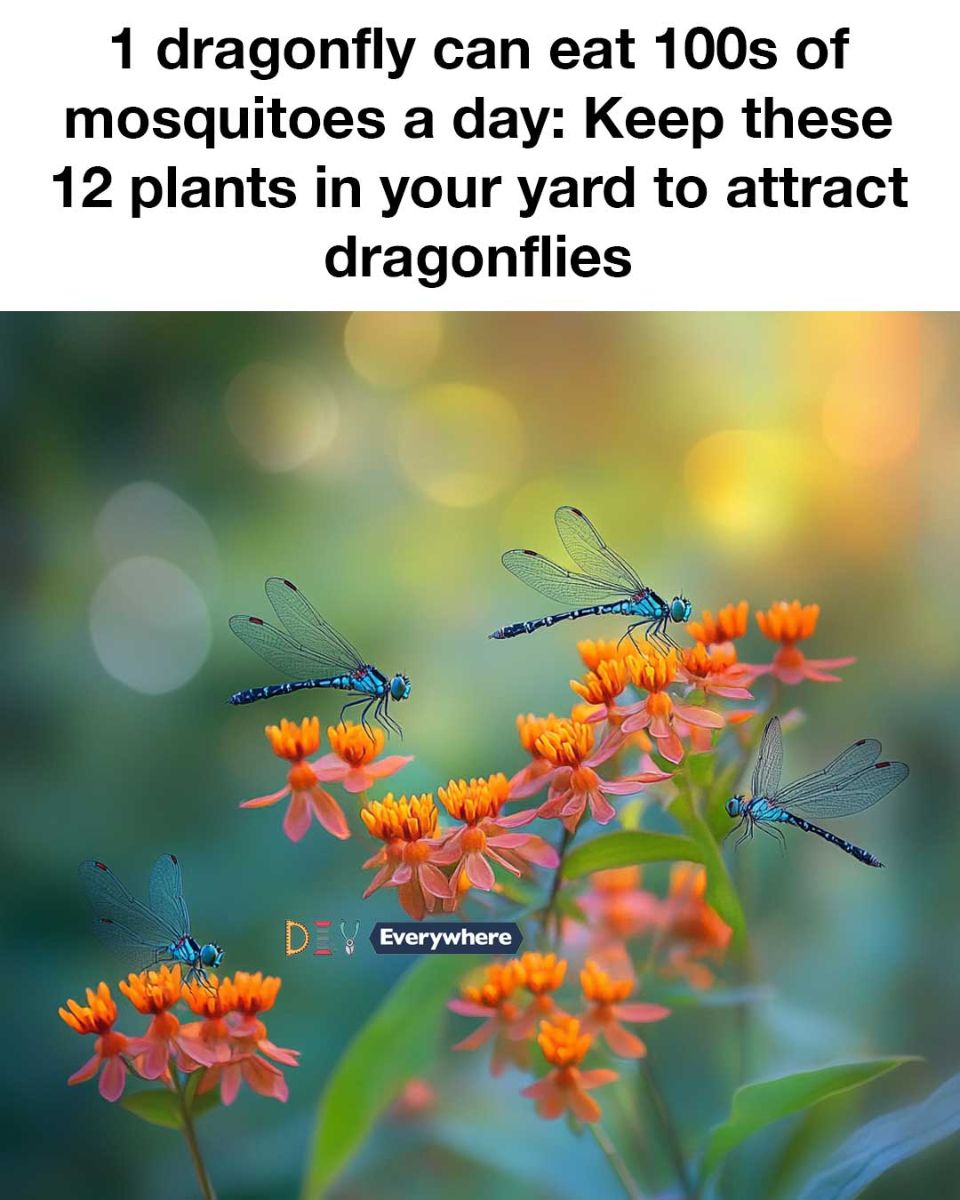 491348497 1150872046837372 4160795005334984321 N