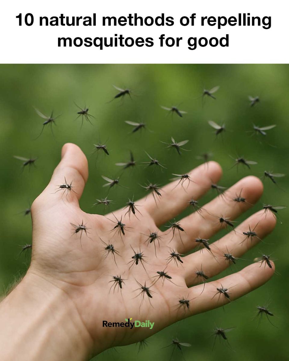 499794915 1228042629108696 6595430748451178490 N (1)