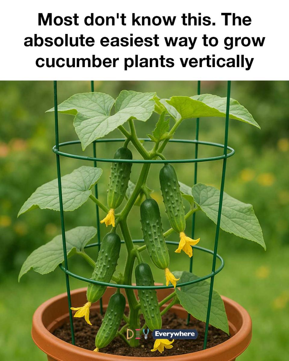 505187960 1191246702799906 5438718912645680671 N