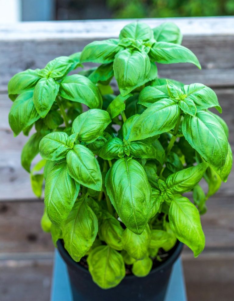 517447014 1216936863564223 9183064519173611322 N