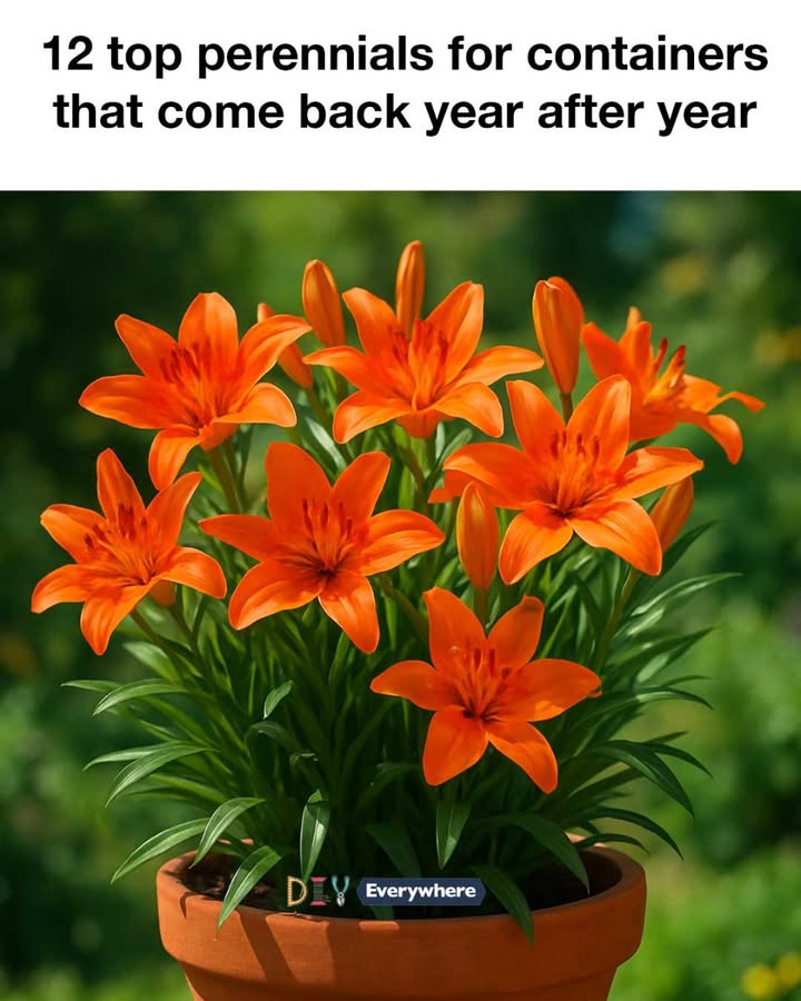 518383802 1218466573411252 6345159371314263793 N