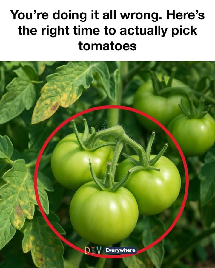 528157986 1236561618268414 2168579256521780859 N