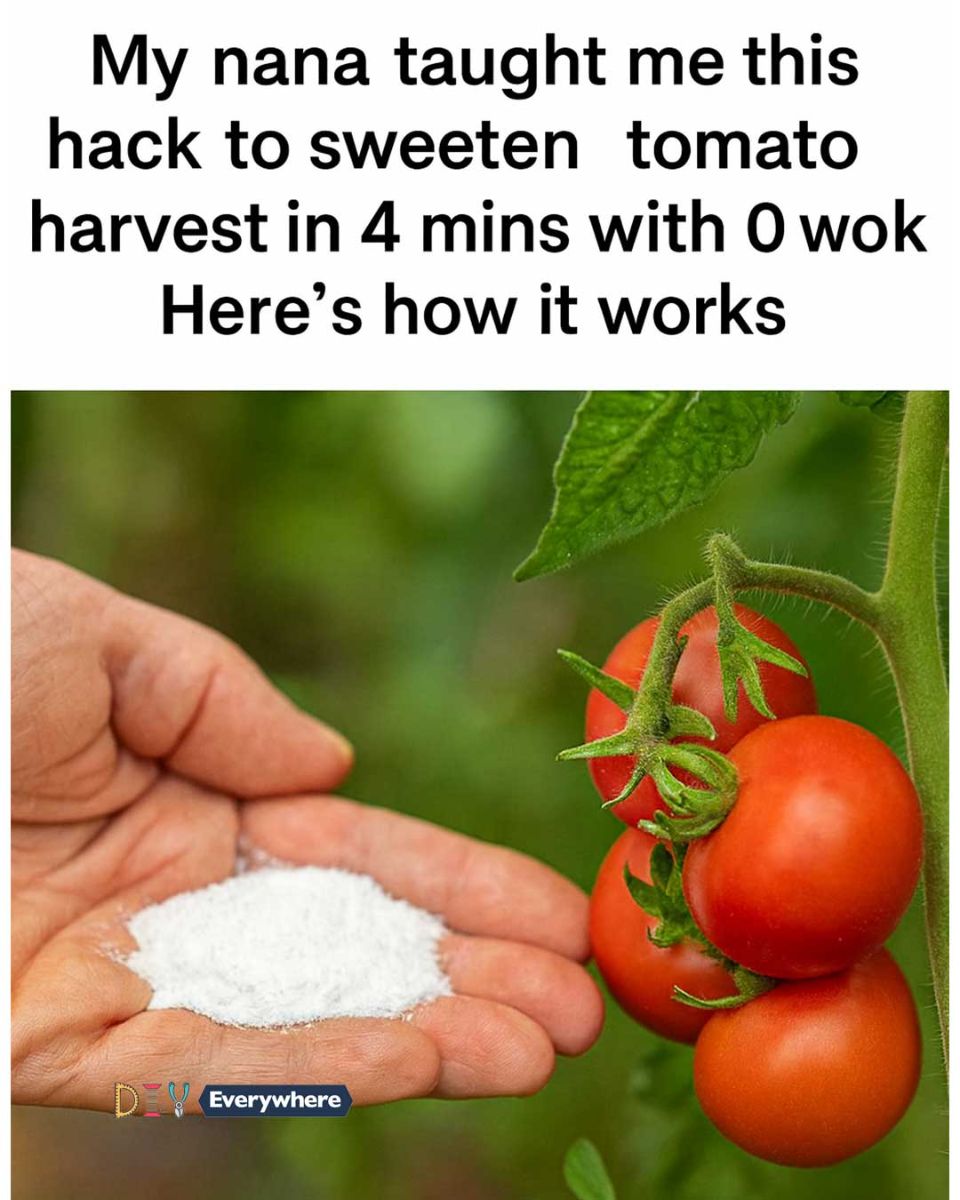 535105046 1247367193854523 7410576075253415985 N