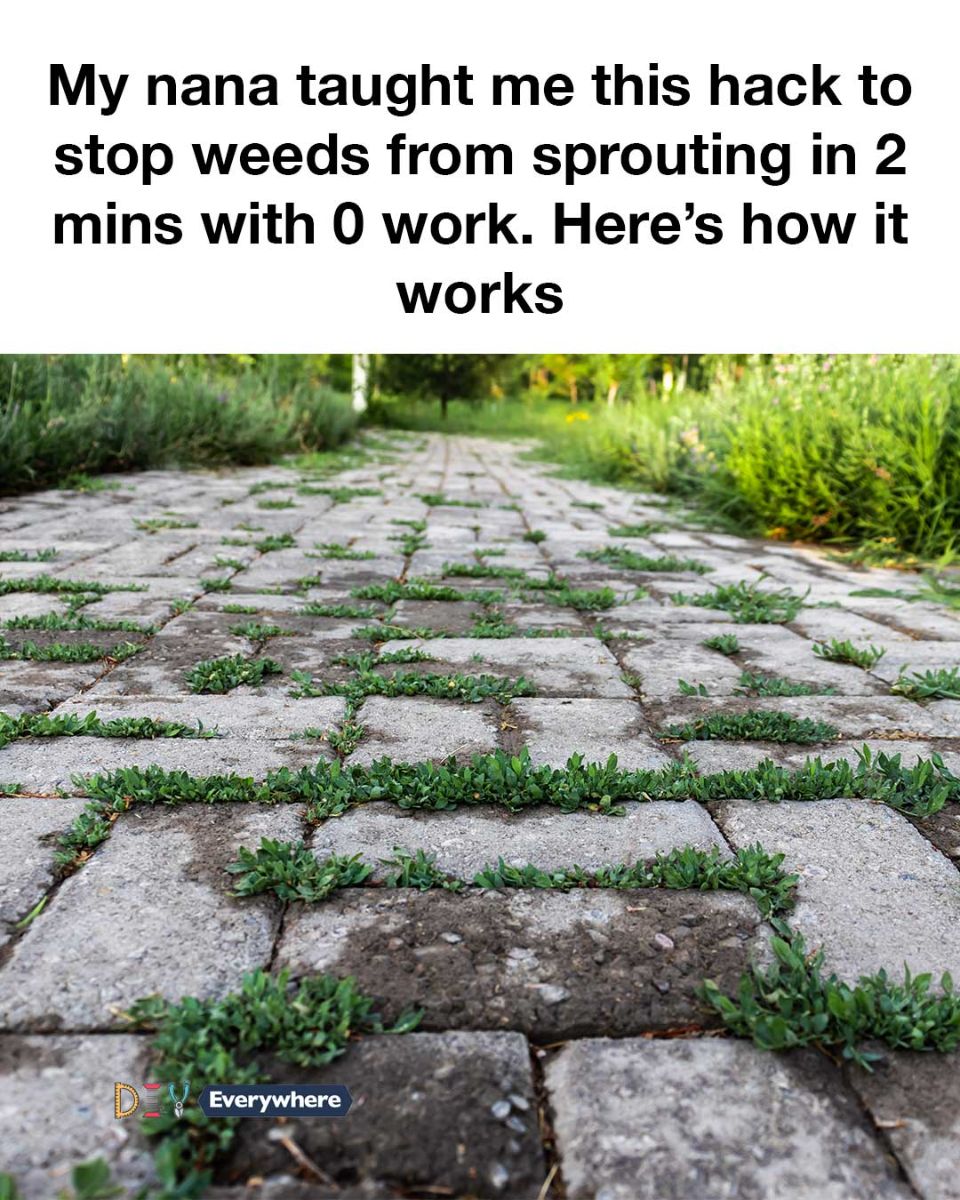 537357788 1250608973530345 110520416755552956 N